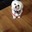 Peanut