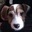 Harrisons Dogs